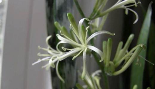 Tinggal bersama mertua, dilema tinggal di rumah mertua, suami tinggal dirumah mertua, tidak betah tinggal dirumah mertua, tips agar betah tinggal dirumah mertua, istri menolak tinggal dengan mertua, tertekan tinggal dengan mertua, tinggal dekat dengan mertua, masalah tinggal serumah dengan mertua, Tips Tinggal Bersama Mertua