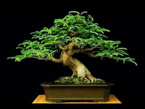 Bonsai Asem Jawa Terbaik, bonsai asem jawa termahal, bonsai asem jawa juara, harga bonsai asem jawa, bonsai asem jawa dari biji, bonsai asem termahal, cara mencangkok pohon asam jawa, bonsai asem berbuah, bonsai asem londo