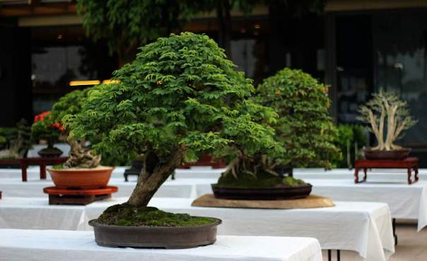 Bonsai Asem Jawa Terbaik, bonsai asem jawa termahal, bonsai asem jawa juara, harga bonsai asem jawa, bonsai asem jawa dari biji, bonsai asem termahal, cara mencangkok pohon asam jawa, bonsai asem berbuah, bonsai asem londo