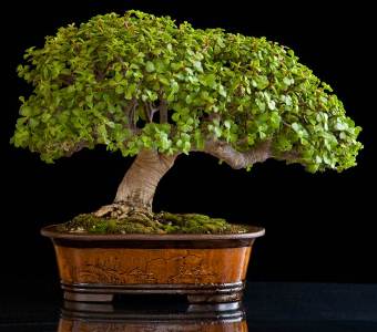 bonsai asem londo, harga bonsai asem londo, cara membuat bonsai asem londo, bonsai asem londo varigata, pohon asem londo, klasifikasi asem londo, asem londo wikipedia, pohon asem belanda, buah asem londo