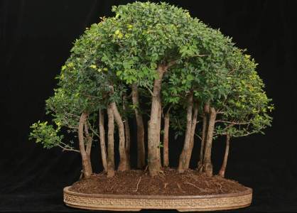 bonsai asem londo, harga bonsai asem londo, cara membuat bonsai asem londo, bonsai asem londo varigata, pohon asem londo, klasifikasi asem londo, asem londo wikipedia, pohon asem belanda, buah asem londo