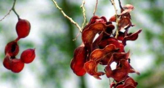 bonsai asem londo, harga bonsai asem londo, cara membuat bonsai asem londo, bonsai asem londo varigata, pohon asem londo, klasifikasi asem londo, asem londo wikipedia, pohon asem belanda, buah asem londo