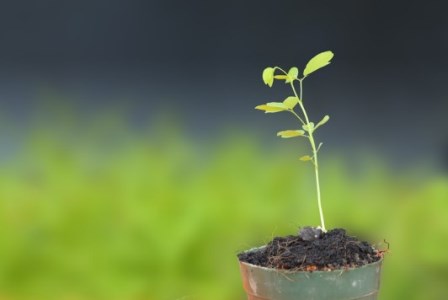 bonsai asem jawa dari biji, bonsai asem jawa terbaik, bonsai asem jawa juara, bonsai asem jawa termahal, bonsai asam jawa, cara semai biji asem, stek asam jawa, cara menanam biji asam jawa, cara dongkel asem jawa