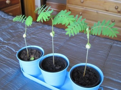 bonsai asem jawa dari biji, bonsai asem jawa terbaik, bonsai asem jawa juara, bonsai asem jawa termahal, bonsai asam jawa, cara semai biji asem, stek asam jawa, cara menanam biji asam jawa, cara dongkel asem jawa