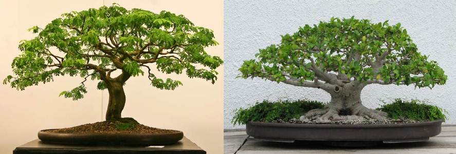 bonsai asam jawa, cara membuat bonsai asam jawa dari biji, bonsai asem jawa terbaik, bonsai asem jawa termahal, cara mengecilkan daun bonsai asam jawa, harga bonsai asam jawa, bonsai asem jawa juara, bonsai asem jawa dari biji, cara mencangkok pohon asam jawa