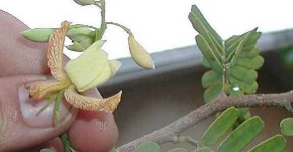 Cara Stek Asam Jawa,  cara dongkel asem jawa, cara stek akar asam gelugur, cara mencangkok pohon asem jawa, cara membuat bonsai dari pohon asam, cara semai biji asem, gambar stek akar, bonsai asem jawa dari biji, bonsai asem jawa terbaik