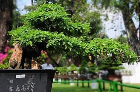 Bonsai Asem Berbuah, bonsai asam berbuah, cara membuat bonsai berbuah,