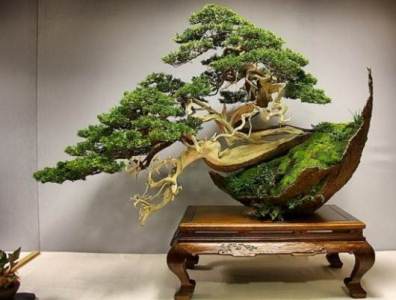jenis bonsai langka, bonsai langka asli, jenis bonsai bunga, bonsai pohon wareng, bonsai juara dunia, jenis bonsai dan harganya, jenis bonsai terbaik, jenis bonsai termahal, bonsai sisir juara