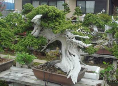 Jual Beli Tanaman Bonsai, jual bonsai mini, harga pohon bonsai beringin, jual bonsai murah unik langka, harga bonsai mini, daftar harga bonsai serut, harga bonsai termahal, jual bonsai olx, daftar harga tanaman bonsai