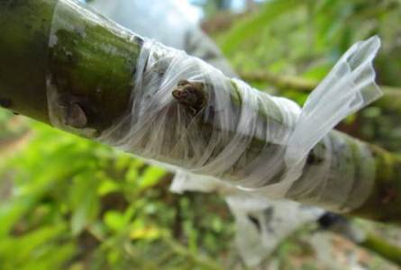  Cara Mencangkok Pohon Asam, cara dongkel asem jawa, cara membuat bonsai dari pohon asam, cara mencangkok serut, cara stek asam jawa, stek batang asam jawa, stek pohon asem, cara cangkok akar, bonsai asem jawa terbaik