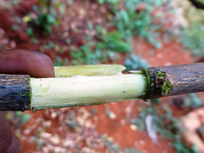  Cara Mencangkok Pohon Asam, cara dongkel asem jawa, cara membuat bonsai dari pohon asam, cara mencangkok serut, cara stek asam jawa, stek batang asam jawa, stek pohon asem, cara cangkok akar, bonsai asem jawa terbaik