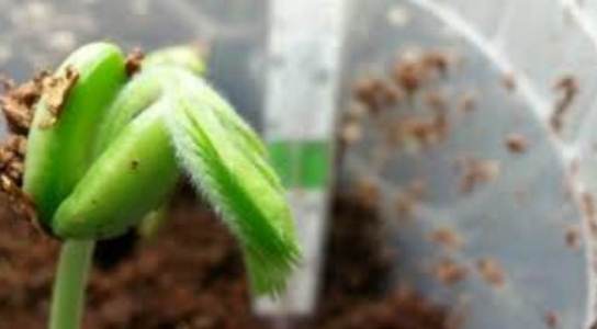 Cara Semai Biji Asem Jawa,  bonsai asem jawa dari biji, cara membuat bonsai asam jawa dari biji, stek asam jawa