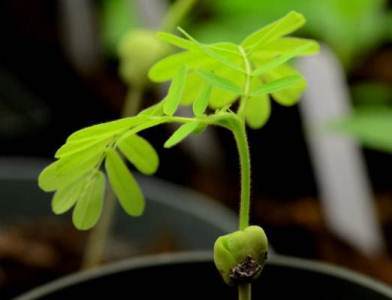 Cara Semai Biji Asem Jawa,  bonsai asem jawa dari biji, cara membuat bonsai asam jawa dari biji, stek asam jawa