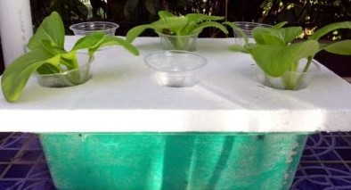 Tanaman di rumah minimalis