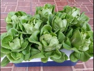 Bikin Hidroponik Sebagai Tanaman di Rumah