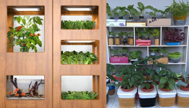 tanaman di rumah minimalis