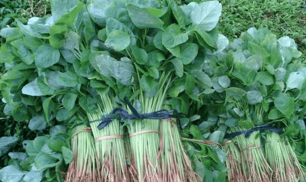 Cara Memasak Sayur Bayam untuk Kesehatan