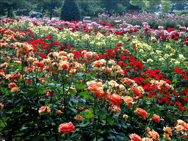 Tips Menanam Bunga Mawar yang Benar dan Cara Merawatnya