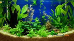 manfaat aquascape