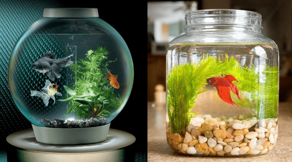 Cara Merawat Ikan Cupang