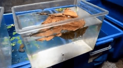 Cara Merawat Ikan Cupang