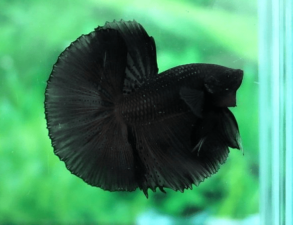 Cara Merawat Ikan Cupang