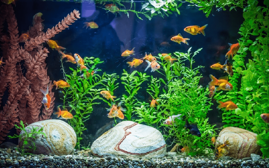 Penjernih Air Akuarium