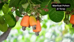 Manfaat Pohon Buah di Teras