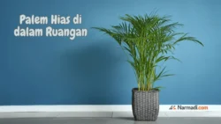 Pohon palem hias indoor