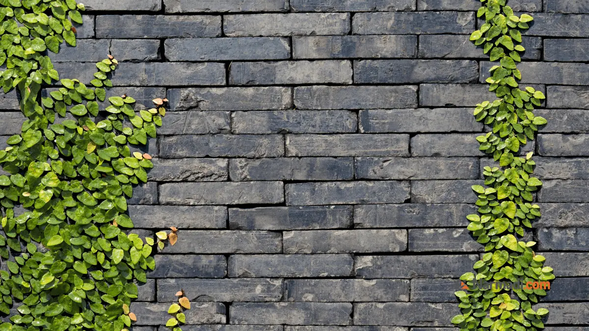 tanaman rambat dollar