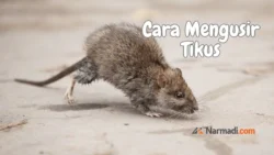 Cara Mengusir Tikus