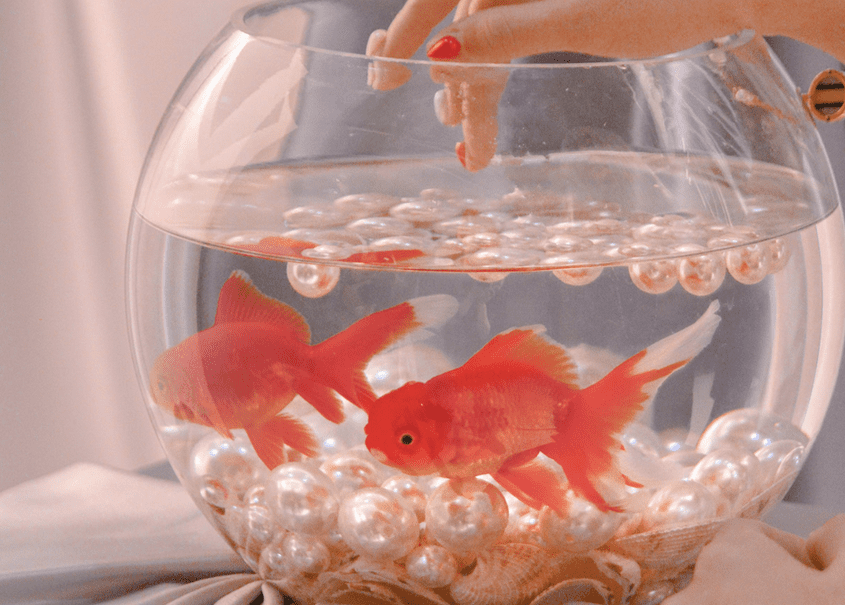 Aquarium Mini di Apartemen