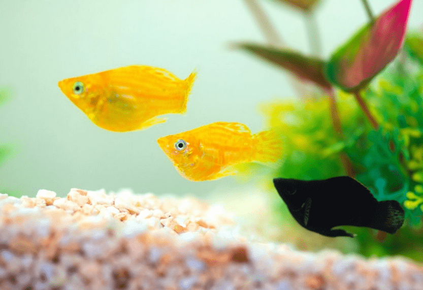 Ikan Hias Aquarium Mini