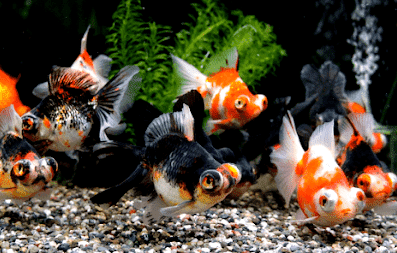 Ikan Hias Aquarium Mini