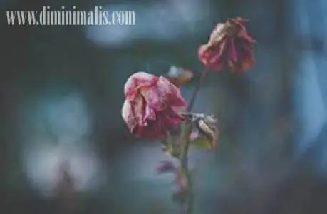 Menyelamatkan tanaman yang hampir mati