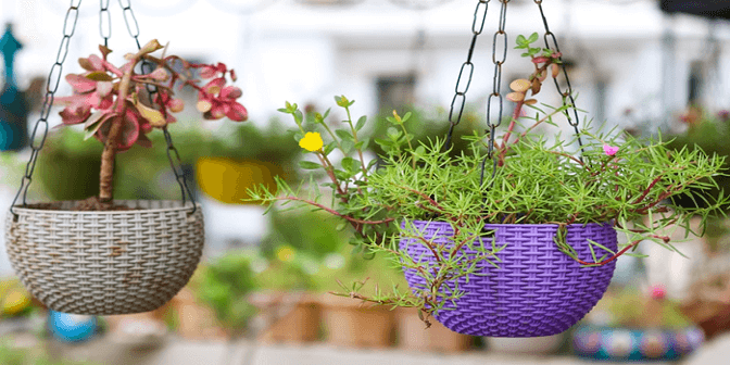 10 Rekomendasi Jenis Bunga Gantung di Teras Rumah