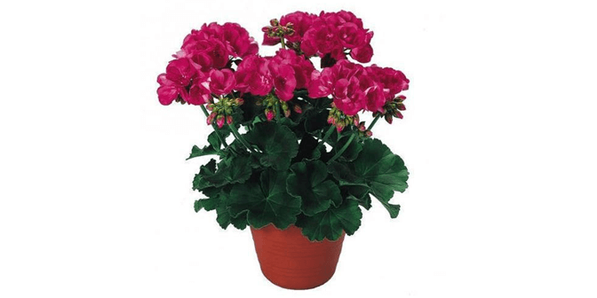 bunga gantung di teras rumah