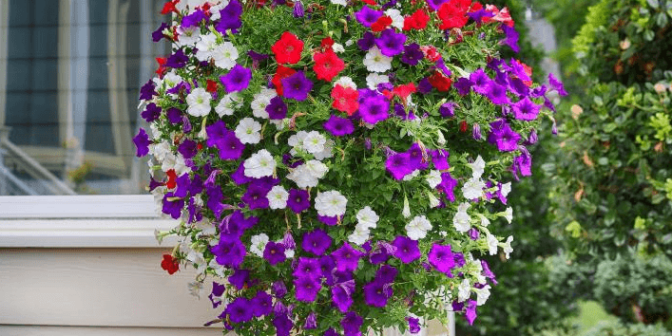 bunga gantung di teras rumah