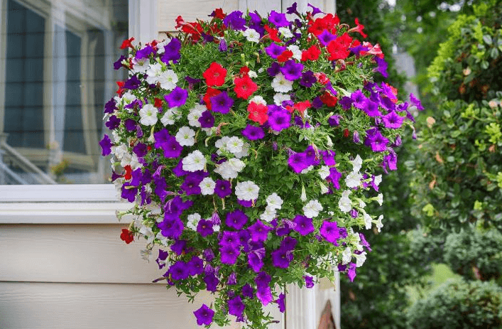 bunga gantung di teras rumah