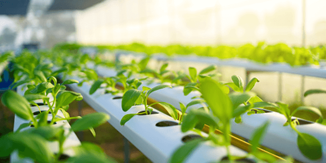 hidroponik sederhana