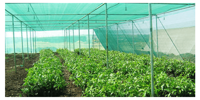 10 Ide Desain Taman Hidroponik Sederhana di Rumah Sendiri