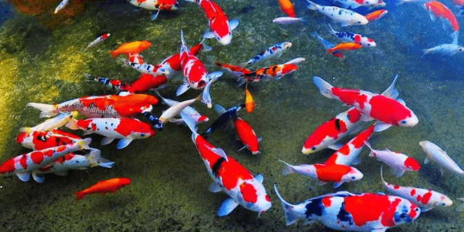 kolam ikan koi minimalis