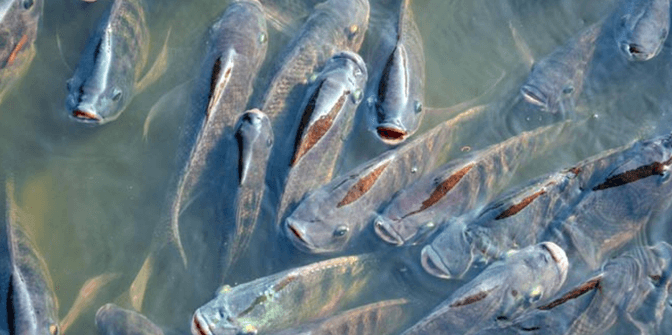 cara budidaya ikan nila di kolam terpal