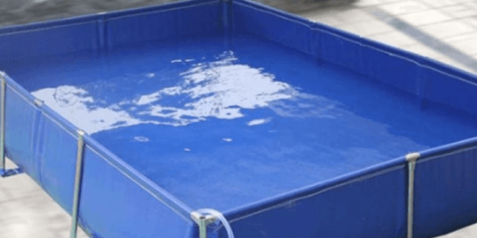 cara budidaya ikan nila di kolam terpal