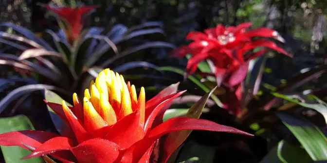 tanaman hias Bromelia