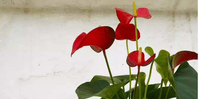 Bunga Anthurium