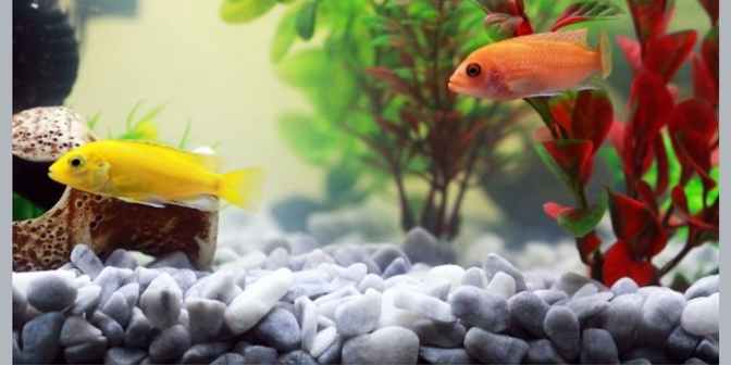 cara memasang batu koral