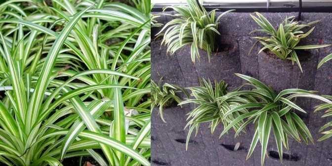 tanaman vertical garden