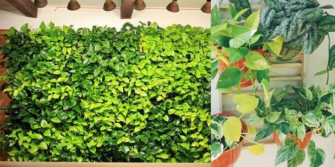 tanaman vertical garden