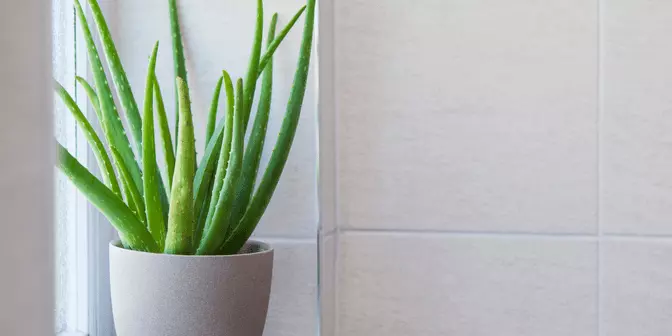 Lidah Buaya tanaman hias dalam ruangan
